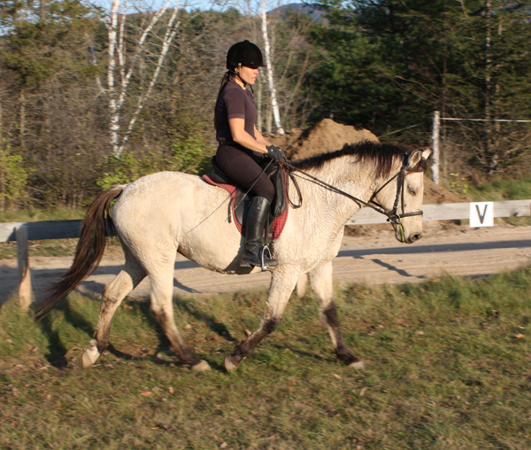 American Bashkir Curly Horse